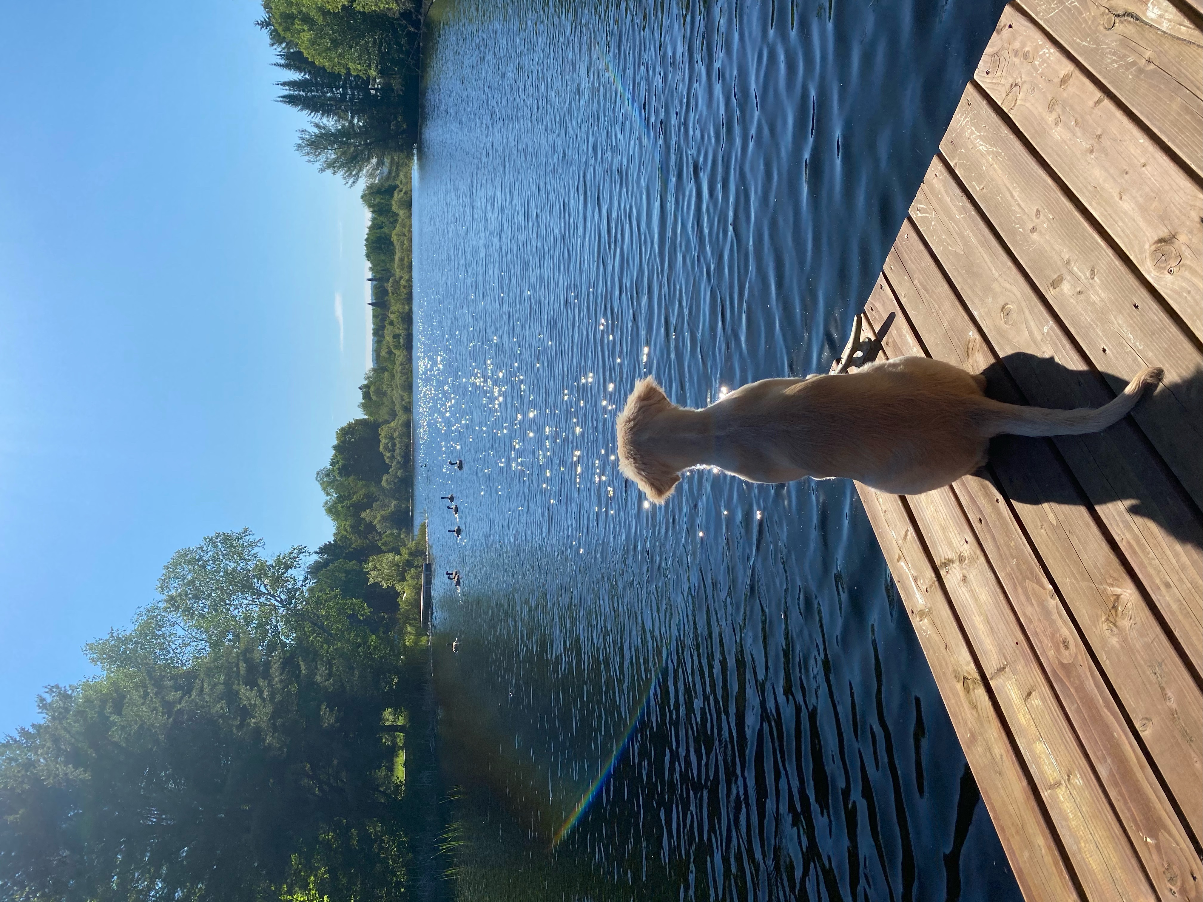 Dog on the dock watching the lake